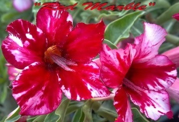 (image for) Adenium Obesum Red Marble 5 Seeds